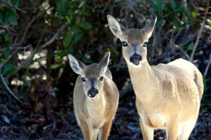 Florida Key Deer Buck Doe Fawn