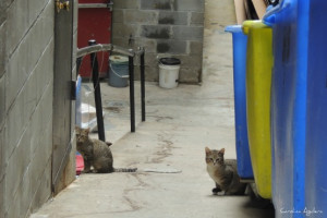 New York is a city of things unnoticed. It is a city with cats ...