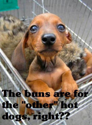Funny Dog Pics