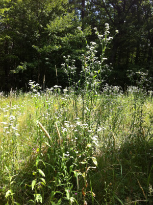 Girly Weed Quotes Tumblr Girly weed cover photos