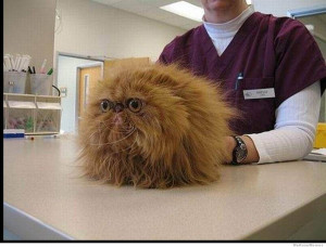 10 Cats Who Have Seen Some Shit