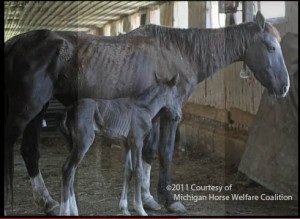 depressed in an old hog barn in Michigan.