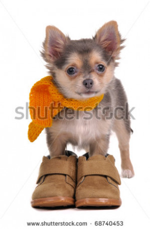 Chihuahua Puppy With Boots And Scarf Isolated White Background