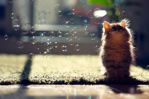baby cat Kitten with Bubbles