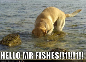 Funny-dog-pictures-hello-mr-fishes