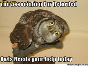Funny Captions The Association For Retarded Owls random