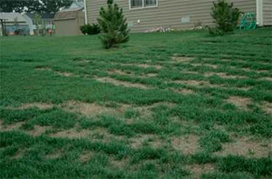 Misapplication of fertilizer is one example of an avoidable lawn ...