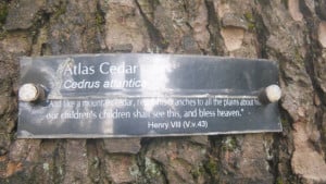 Atlas Cedar quote from Shakespeare Garden, Stanley Park, Vancouver