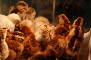 Raising Chicks Baby Chick Care