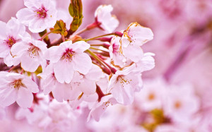 山形の桜 お花見情報～♪：天童市観光情報センター