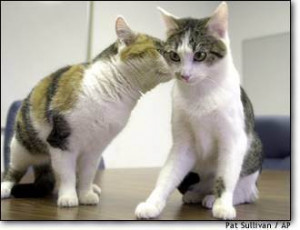 year later, cloned cat is no copycat