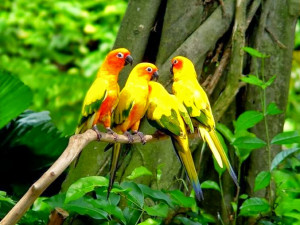 World Beautiful Parrots