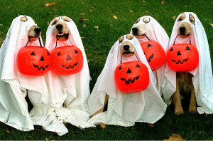 Halloween pets animals dogs cat costume