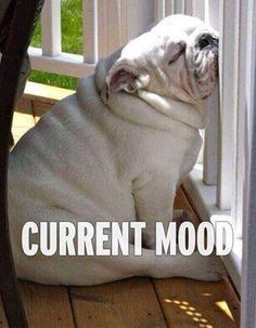 ... Bulldogs, Funny, Sleepy, Naps Time, Bullies, Animal, Current Mood