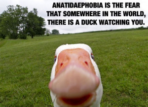 ... is the fear that somewhere in the world, there is a duck watching you