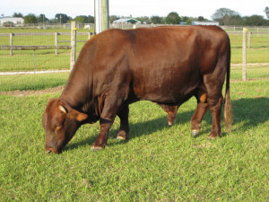 Cow Beefmaster Cattle