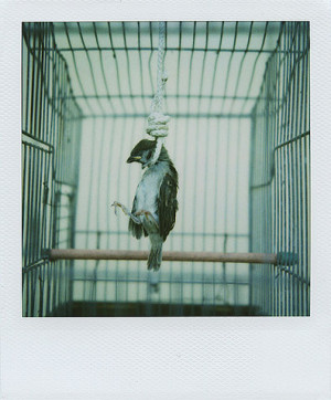 bird, cage, cool, dead, photography, polaroid, sad