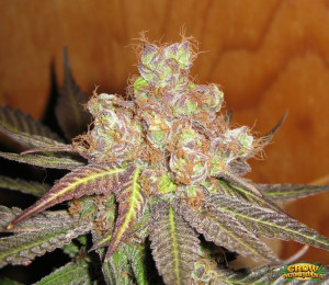 Grape Ape Marijuana Strain