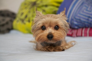 adorable, puppy, yorkie