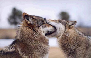lol wut? - wolves Photo