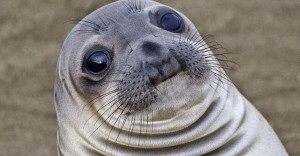 Awkward Seal Meme