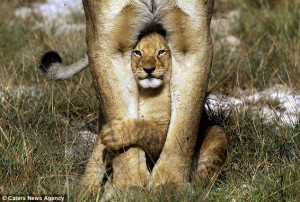 Pride and seek! Magical moment a lion cub peers out from between his ...
