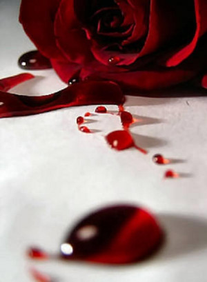 Bleeding Rose Photograph
