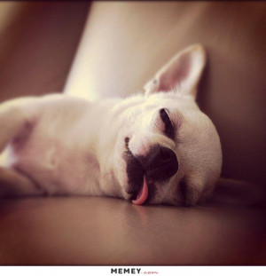 Little Dog Sleeping With Its Tongue Hanging Out