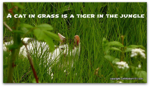 quote cat lion jungle grass Tiger Quotes