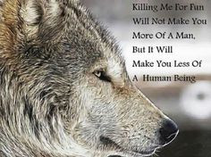 animal right remember this wolf animal cruelty animal quotes beauty ...