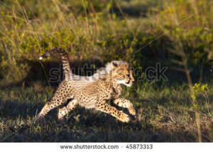 Cheetah Facts Baby Running Pictures