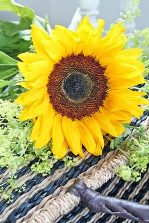 ... Sunflowers, Happy Monday, Sunflowers Daze, Sunflowers Country, Joy