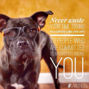 quote #pitbull {Larry the Dog}