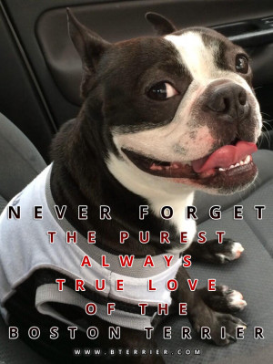 Never Forget the Purest Always True Love of the Boston Terrier!