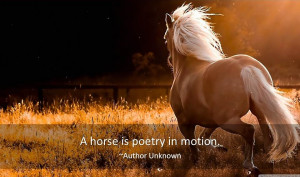 famous horse quotes