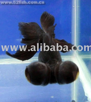 Unverified Supplier - Shanghai Artvita Limited Company