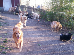 old friends senior dog sanctuary a place for senior dogs to live out ...