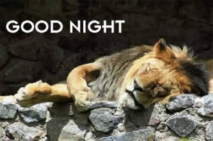 Gud Night Tiger