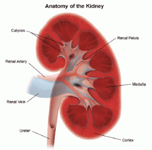 Kidney Cancer Images Pictures