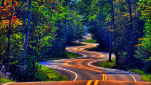 Forest Road Tree Photography 1920x1080