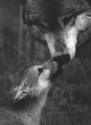 Mother and baby wolf