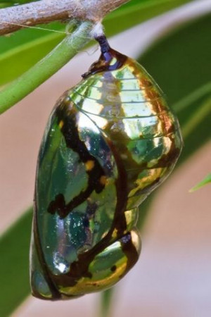 Metallic Mechanitis Butterfly Chrysalis