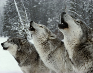 Why Do Wolves Howl?