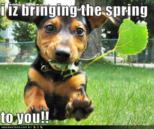 dac0a_funny_dog_pictures_bringing_spring.jpg#funny%20spring%20500x419