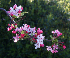 Apple blossoms in Australia