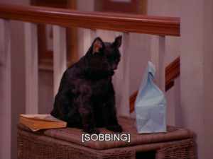 cat cats Sabrina the teenage witch salem cute cats