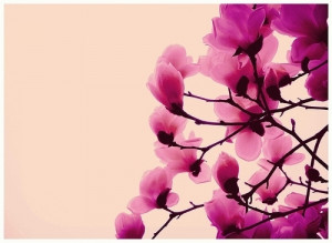 唯美花朵图片 花的姿态