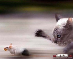 You Can Run But Hide Funny