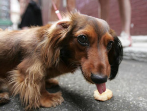 National Dog Day 2015: Quotes, Cute Pictures To Celebrate Man's Best ...