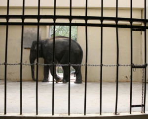 Elephants forced to stay indoors often succumb to debilitating boredom ...